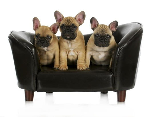 FRENCH BULLDOG BEHAVIORS THAT CAN MAKE YOU LOVE OR HATE FRENCHIES