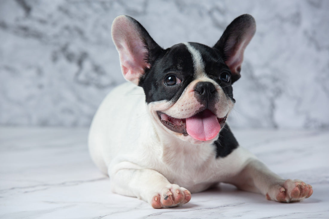 The Pros and Cons of Owning a French Bulldog