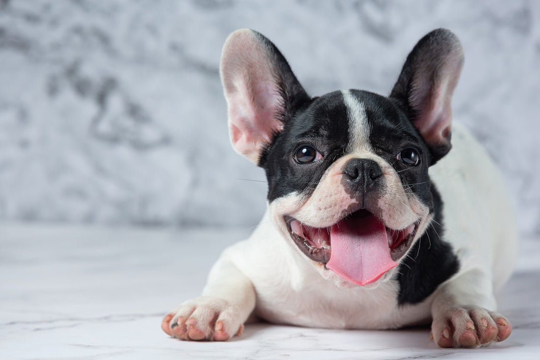 How to care for a French Bulldog puppy