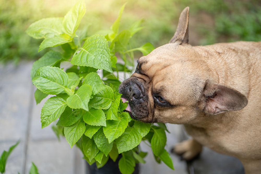 What Fruits Can French Bulldogs Eat?