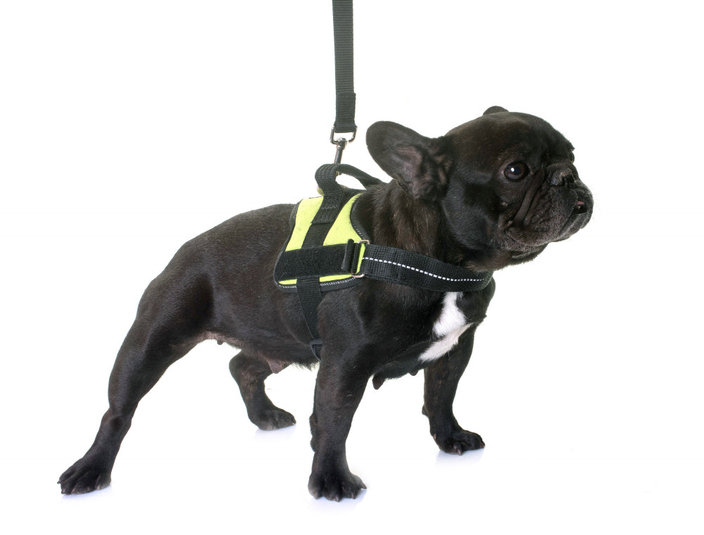 French Bulldog on Collar Vs. Harness: Which One is For You?