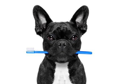How to Brush Your French Bulldog’s Teeth