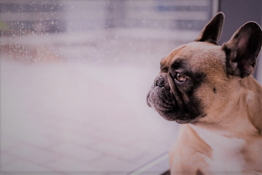 How To Understand And Help French Bulldog Anxiety Problem?
