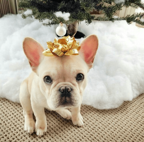 How much do french bulldog costs