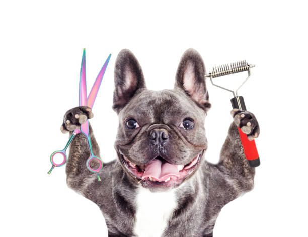 5 Best French Bulldog Grooming Tools That You Must Have
