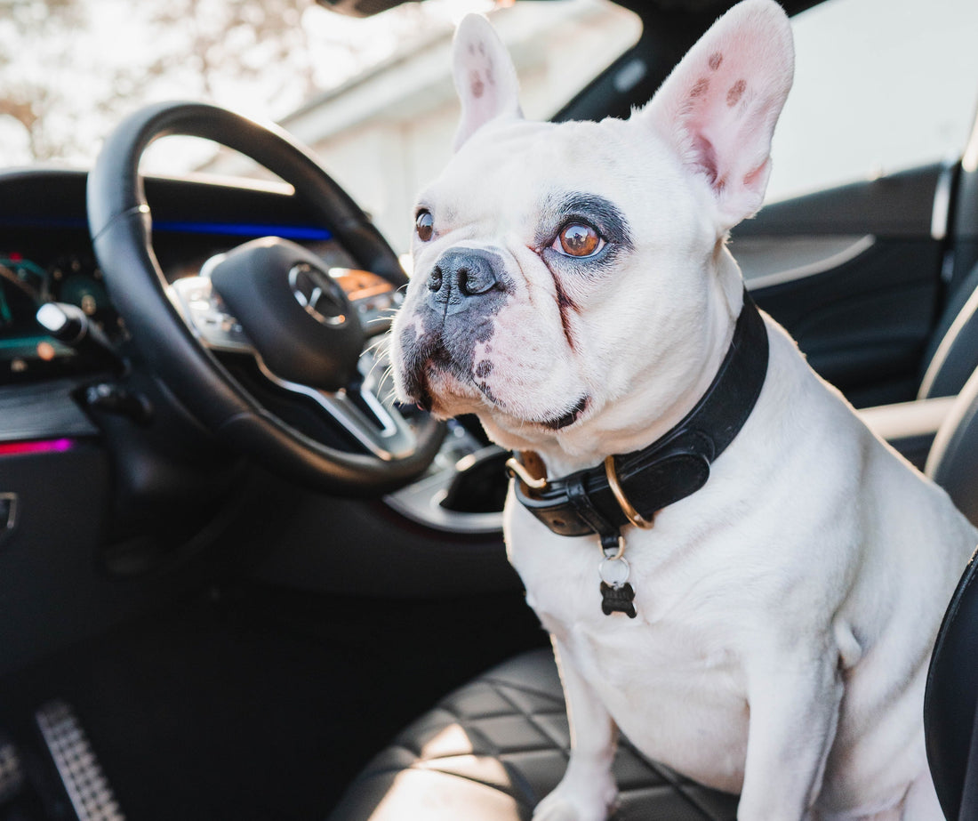How to Make Your Car a True Frenchie Lover Car?