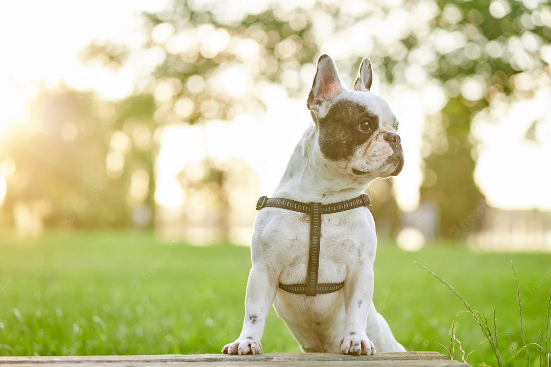 Top 6 Products to Keep Your French bulldog Cool This Summer