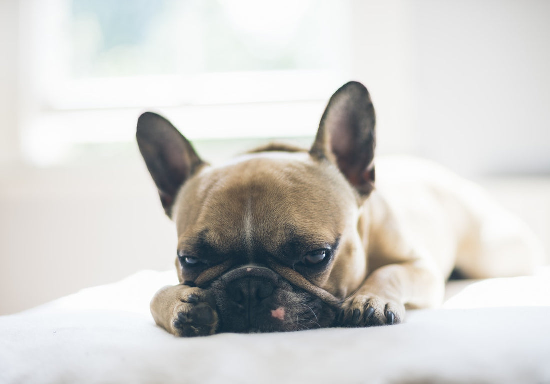 CAUSES AND TREATMENTS OF FRENCH BULLDOG PARALYSIS