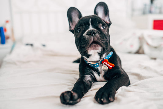 Things You Can Do too Make Staying Home with Your Frenchie more Fun
