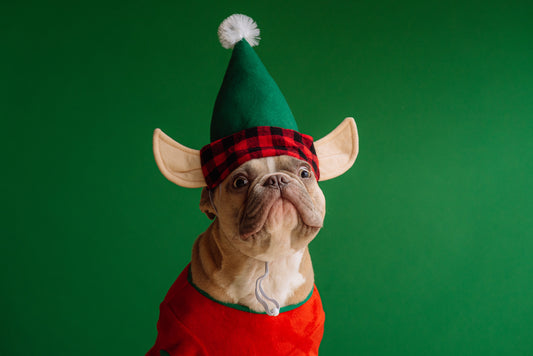 Tips to Keep French bulldog Safe on New Year's Eve