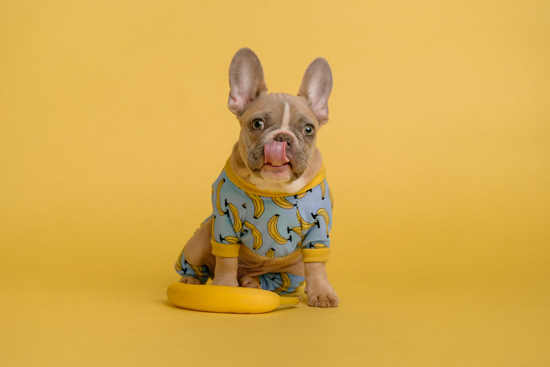 The Best Ways to Disinfect Your Frenchie against COVID-19
