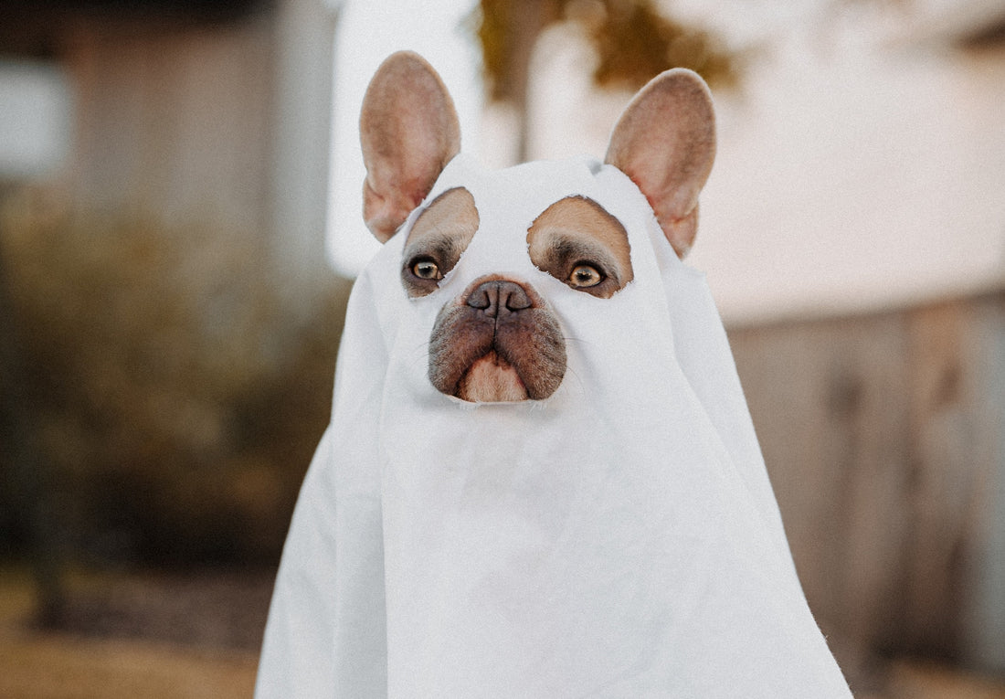 8 Must have Halloween Gifts and Accessories for Your French bulldog
