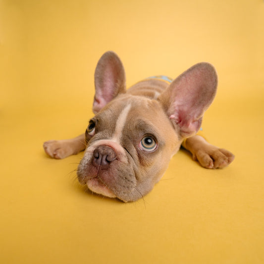 5 Reasons Why Do French bulldog Lick Their Paws?