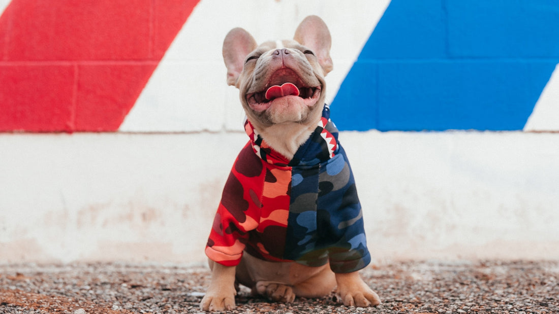 6 Tips to Keep Your French Bulldog Healthy and Young