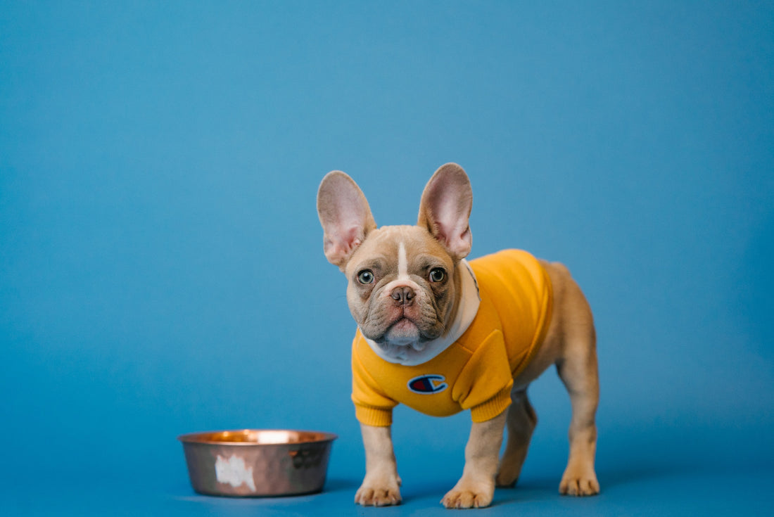 Benefits Of Smart Frenchie Food Feeder