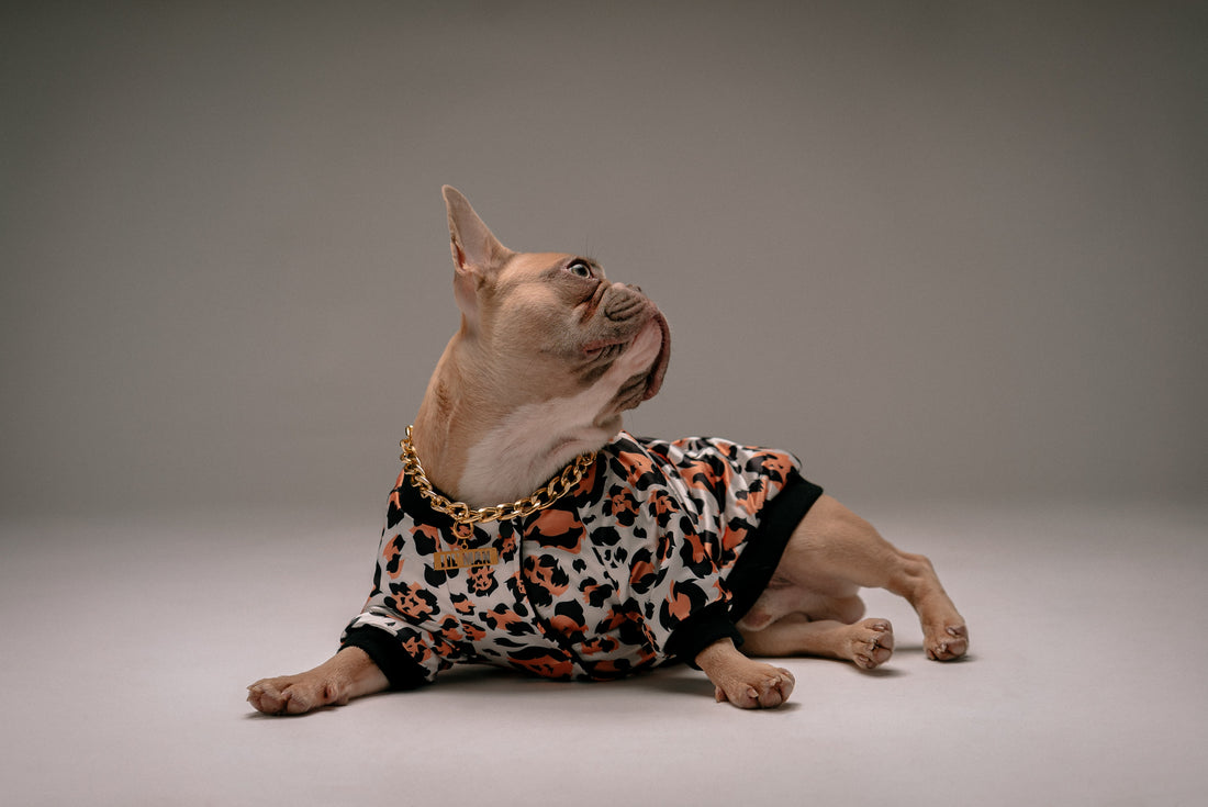 8 Costumes That Can Protect Your French bulldog This Summer