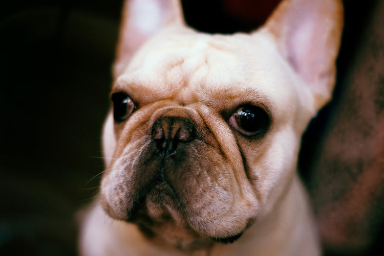 Does My French Bulldog Need a Nose Surgery? frenchie Shop