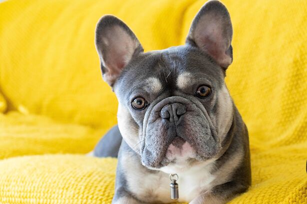 7 Must Have Items For French Bulldog Lovers