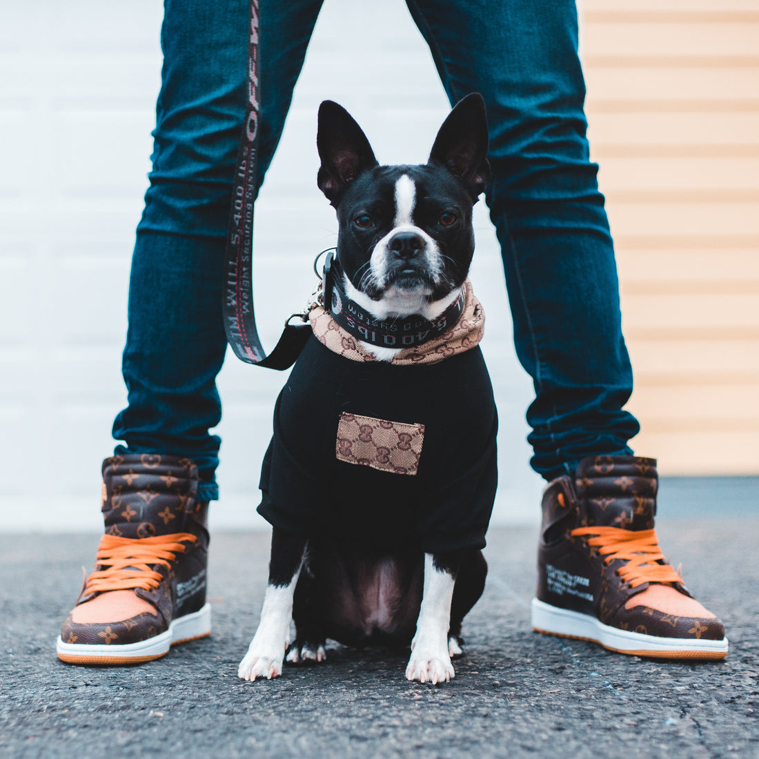 7 Best French bulldog Harness and Collars In 2022