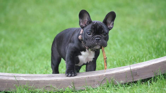 FRENCH BULLDOG SKIN PROBLEMS: ITCHING AND CRUSTY, DRY, CRACKED NOSES, AND THE TREATMENT