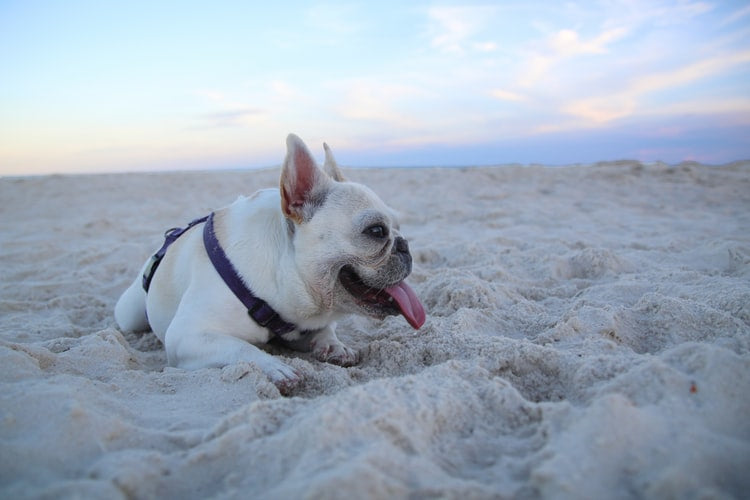 10 Signs That Your French Bulldog is Happy