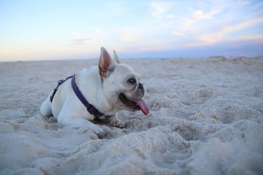 10 Signs That Your French Bulldog is Happy