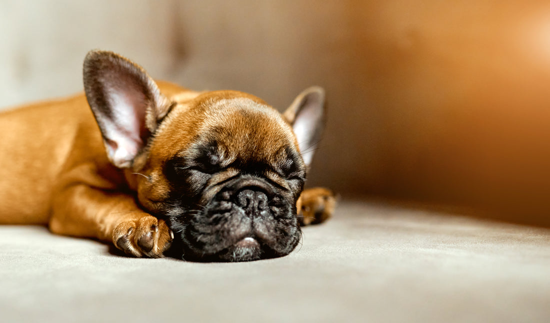Why Is My French Bulldog Puppy Not Eating?