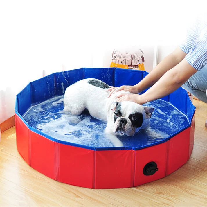 How To Host A Safe And Fun Pool Party For Your Frenchie?
