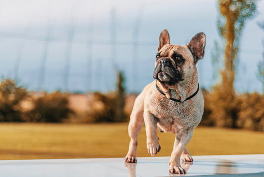 5 Essential Life Skills to Teach Your French bulldogs
