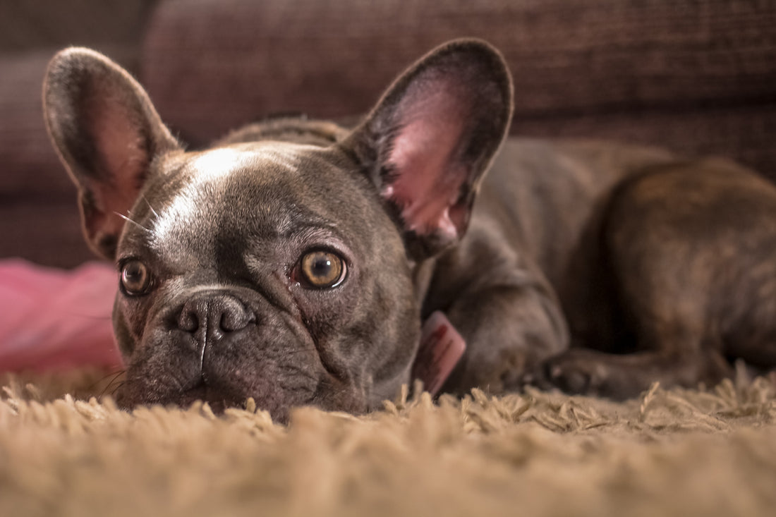 How Does French Bulldogs Sleep At Night?