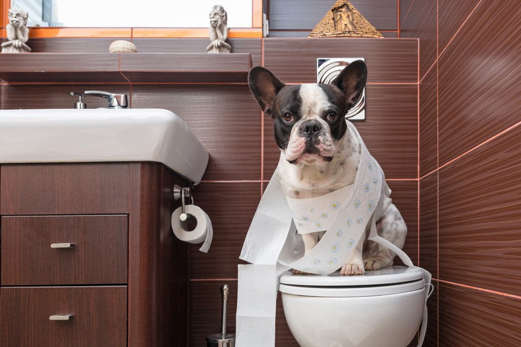 Are French Bulldogs easy to potty train?