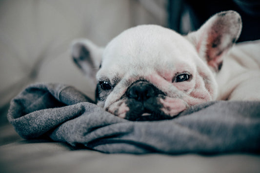 CAUSES AND SOLUTIONS TO FRENCH BULLDOG VOMITING
