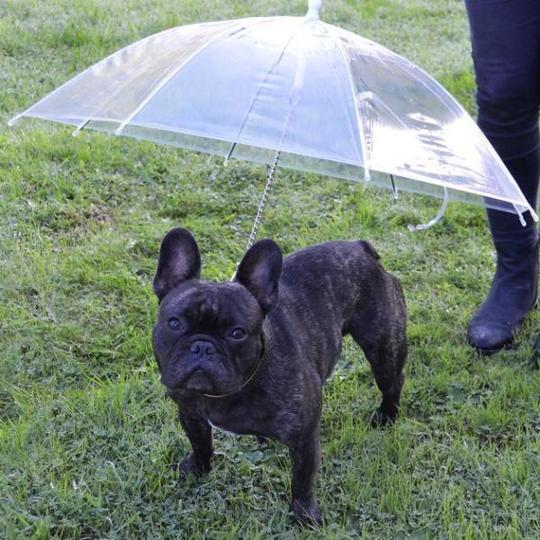 AUTUMN DANGERS: HOW TO KEEP YOUR FRENCH BULLDOG SAFE THIS FALL