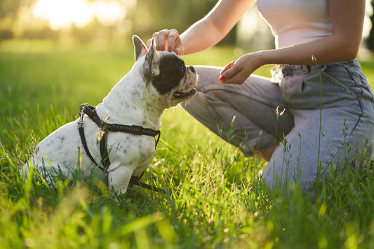 5 Pro Tips to Train a Frenchie