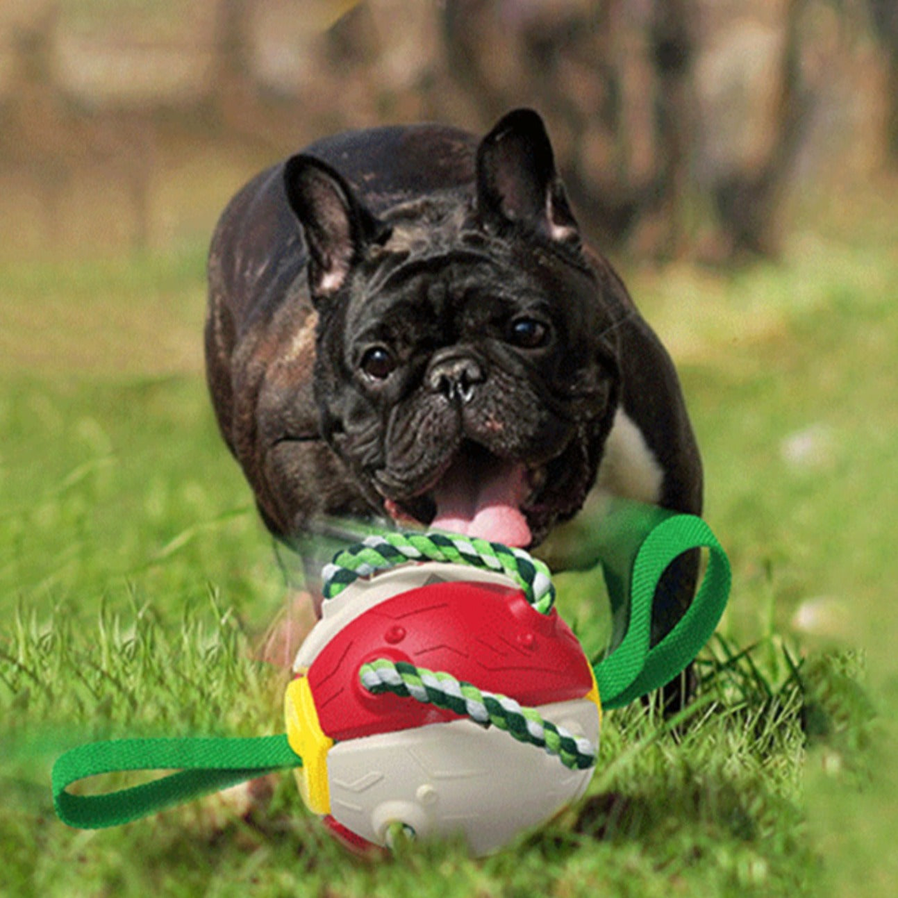 Interactive Frenchie Soccer Ball With Tabs Inflated Training Toy - French Bulldog Shop