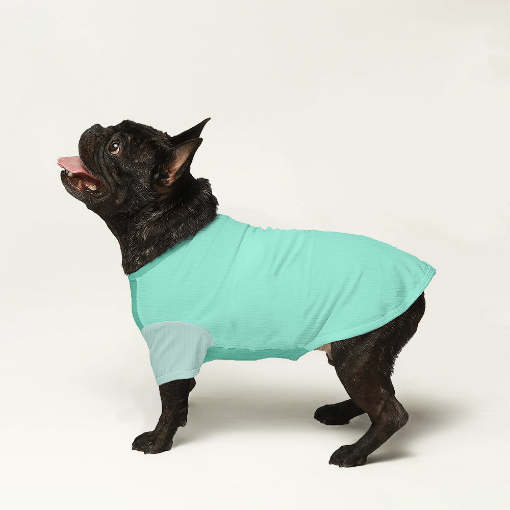 Asher - Wool Sweater for Frenchies