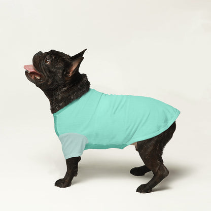 Asher - Wool Sweater for Frenchies