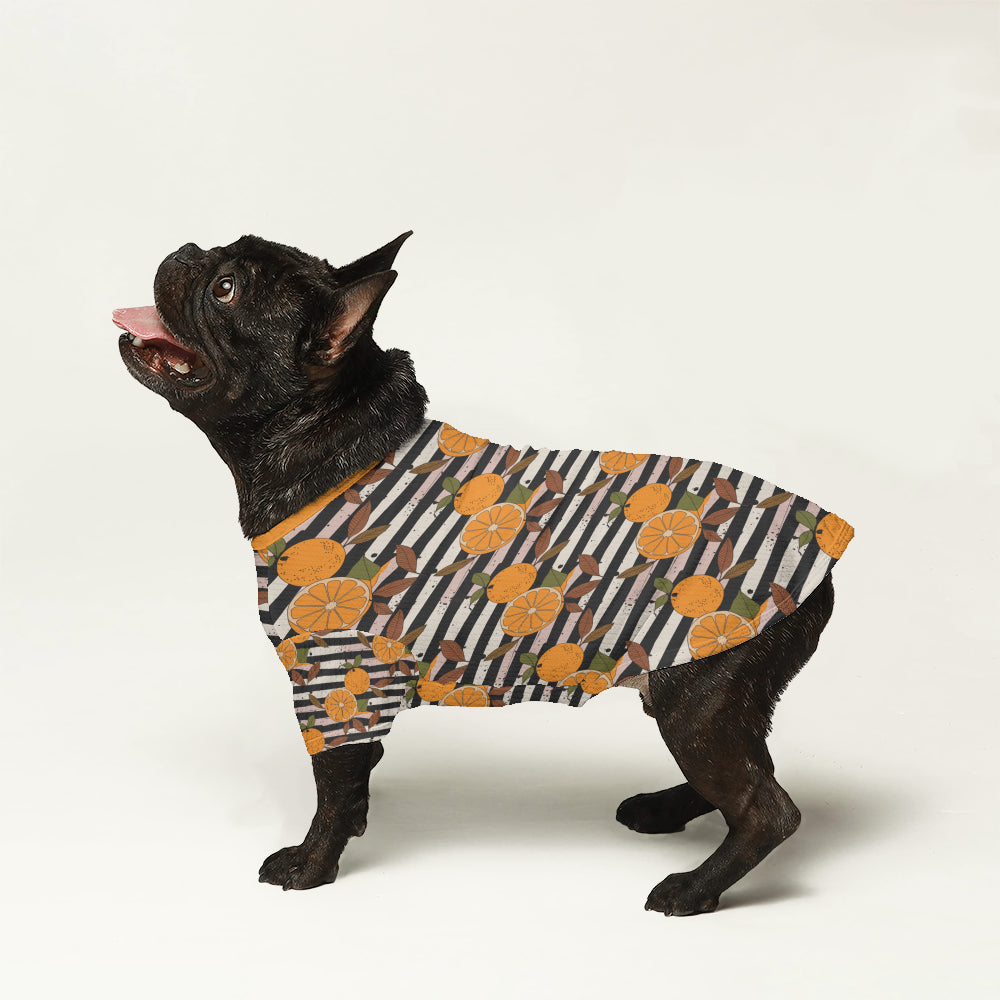 Marco - Wool Sweater for Frenchies