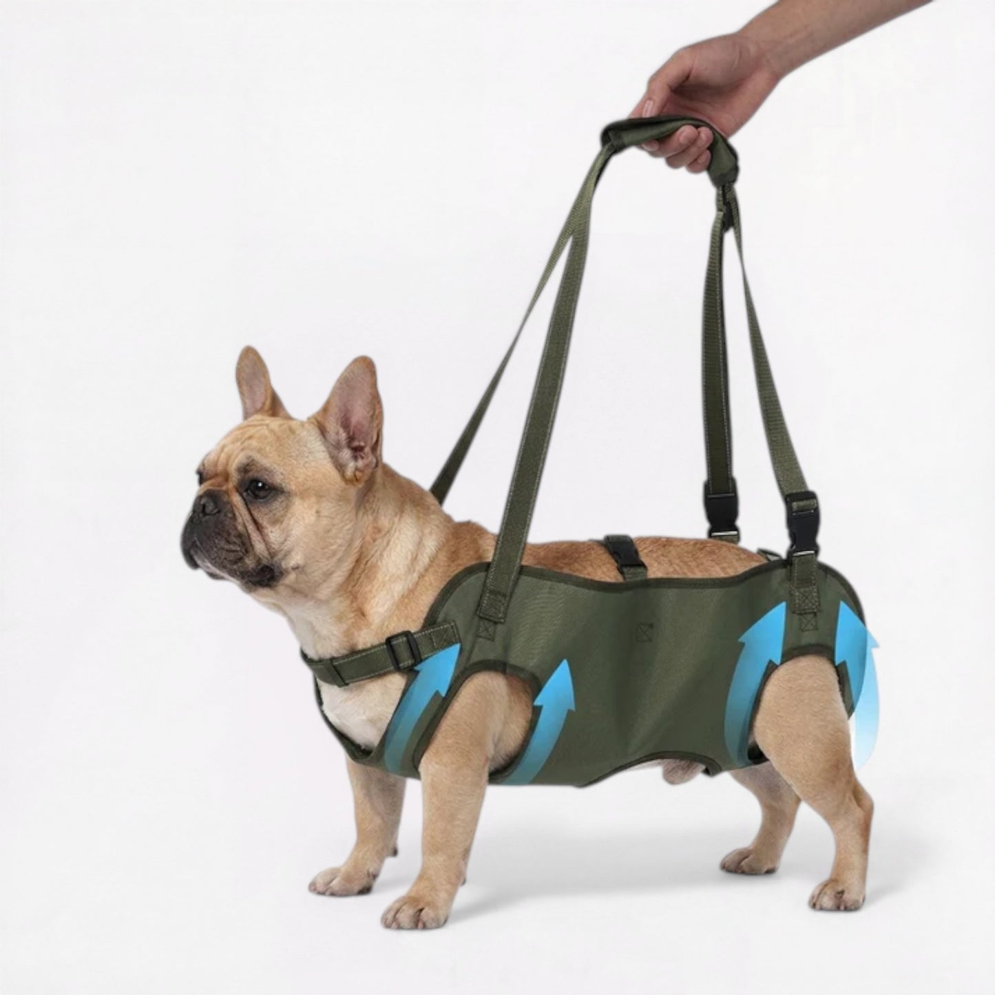 Adjustable-French-bulldog-Mobility-Harness.jpg