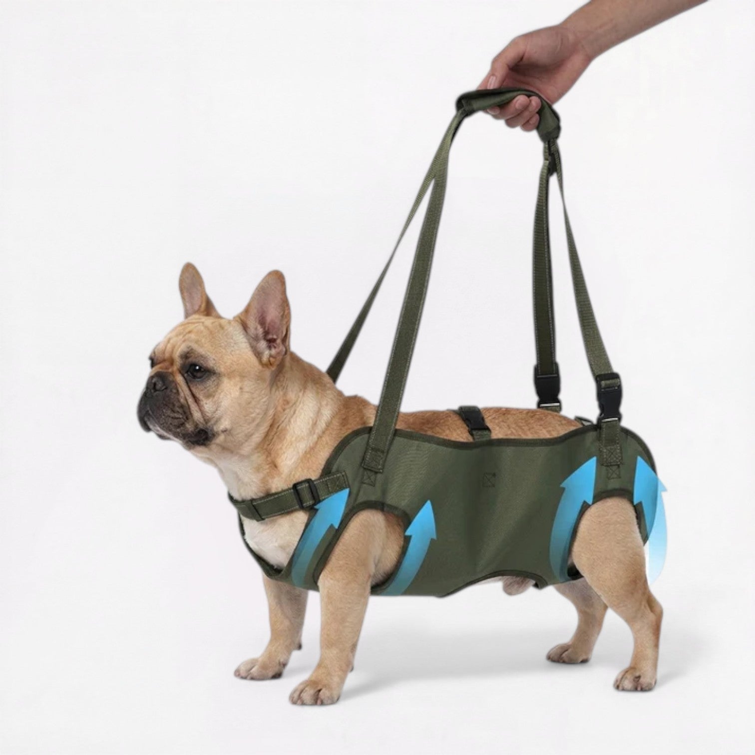Adjustable-French-bulldog-Mobility-Harness.jpg