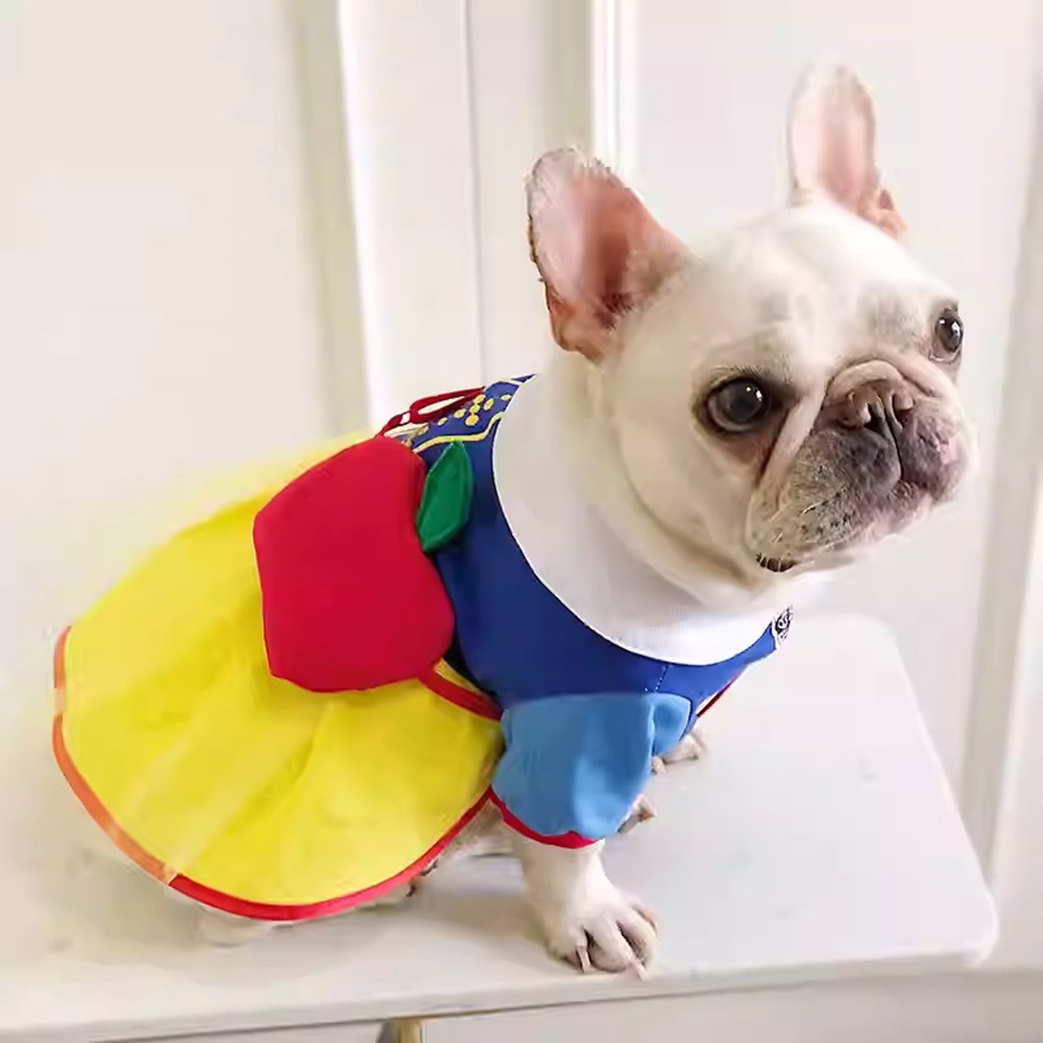 BarkToria-Frenchie-Snow-White-Costume.jpg