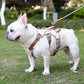Premium-No-Pull-Frenchie-Harness-Reflective-Chest-Strap-for-Night-Safety-Frenchie-shop