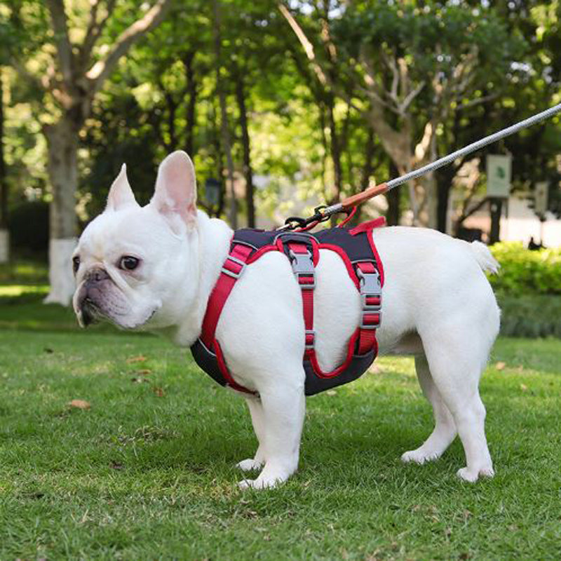 Premium-No-Pull-Frenchie-Harness-Reflective-Chest-Strap-for-Night-Safety-Frenchie-shop