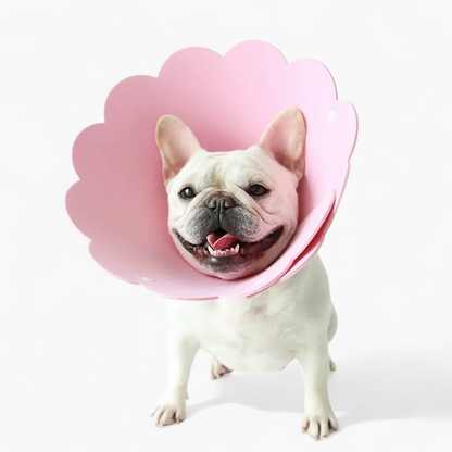 Blossy-Frenchie-Sunflower-Collar.jpg