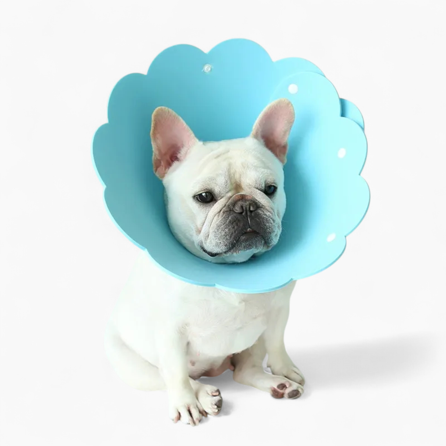 Blossy-Frenchie-Sunflower-Collar.jpg
