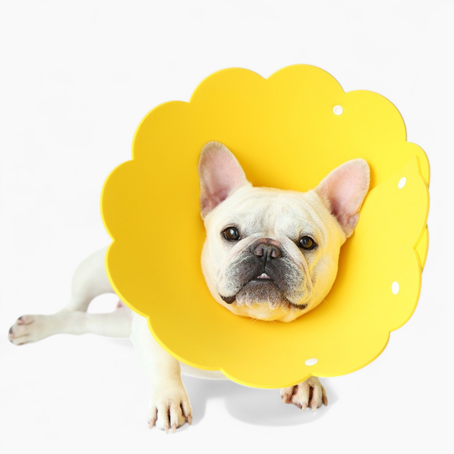Blossy-Frenchie-Sunflower-Collar.jpg