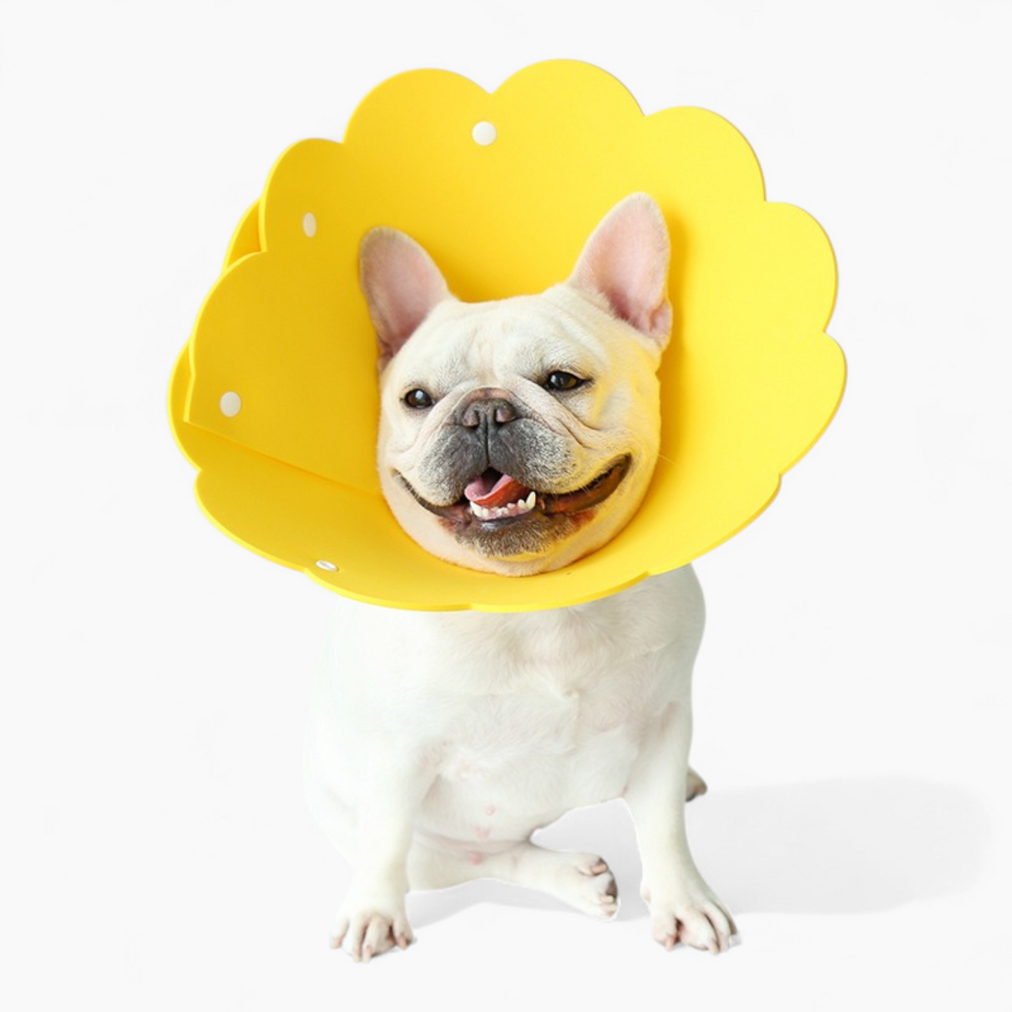 Blossy-Frenchie-Sunflower-Collar.jpg