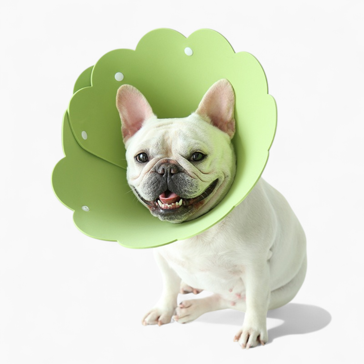 Blossy-Frenchie-Sunflower-Collar.jpg