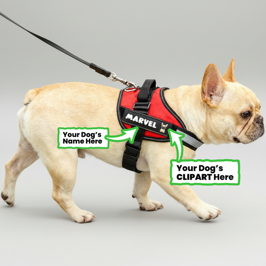 Maxie - Personalized French Bulldog Harness