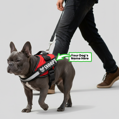 SQUIRREL  - Personalized French Bulldog Harness